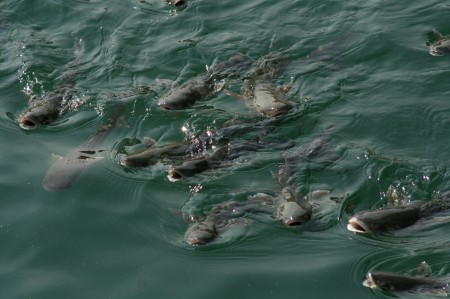 Poissons port de Sète