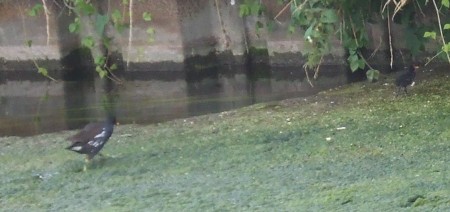 poules d'eau sur la somme photo cymru