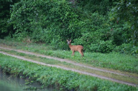 animaux canal