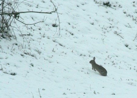 lapin