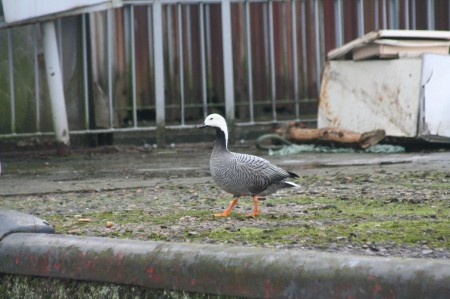 oiseau belge