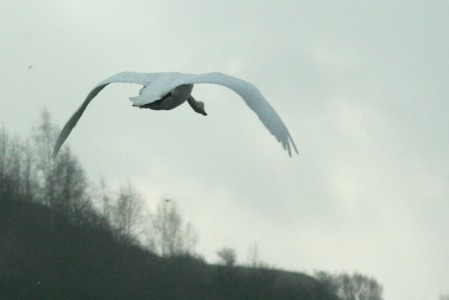 cygne