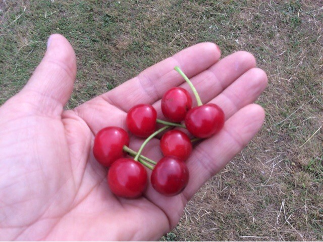 Cerises peniche kairos